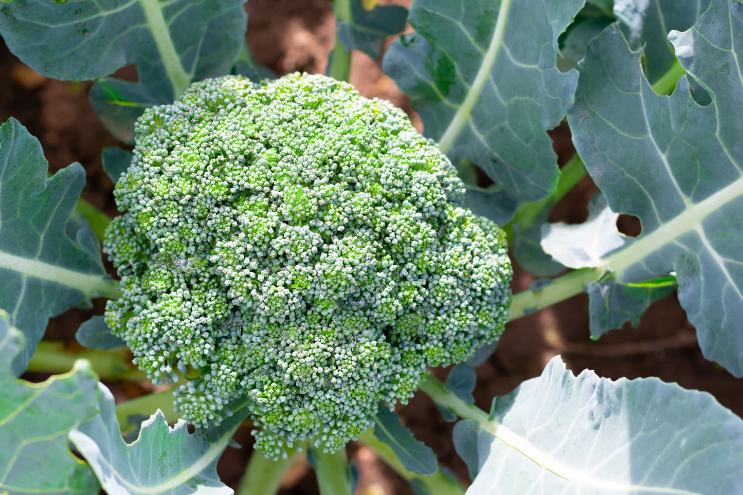1000 Organic DE CICCO BROCCOLI Di Cicco Brassica Oleracea Capitata Vegetable Seeds