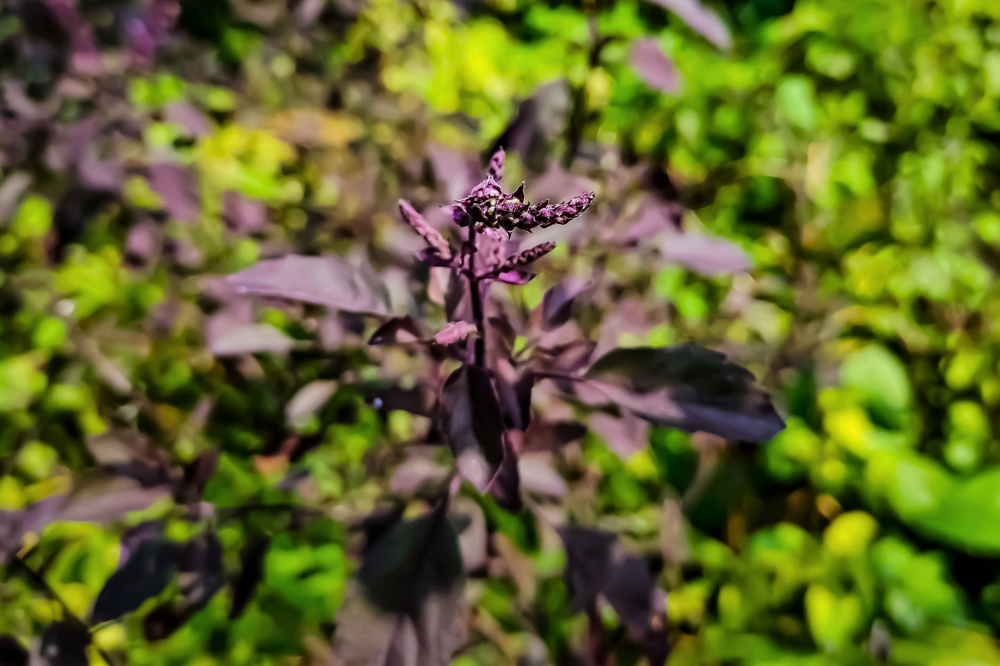 200 Purple Krishna Tulsi HOLY BASIL Ocimum Sanctum Tenuiflorum Herb Flower Seeds