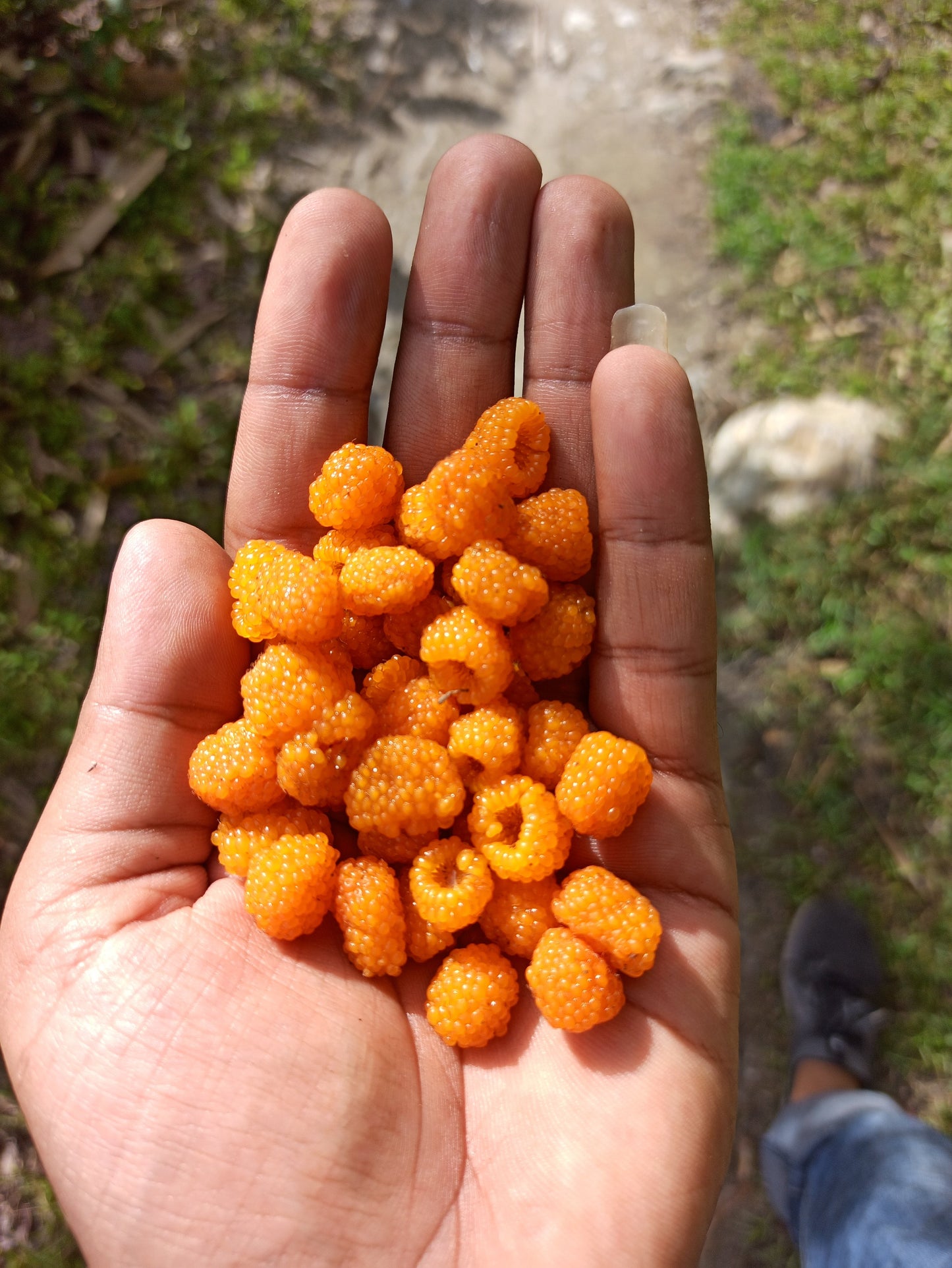 20 SALMONBERRY RUSSIAN RASPBERRY Rubus Spectabilis Fruit Seeds Purple Flowers