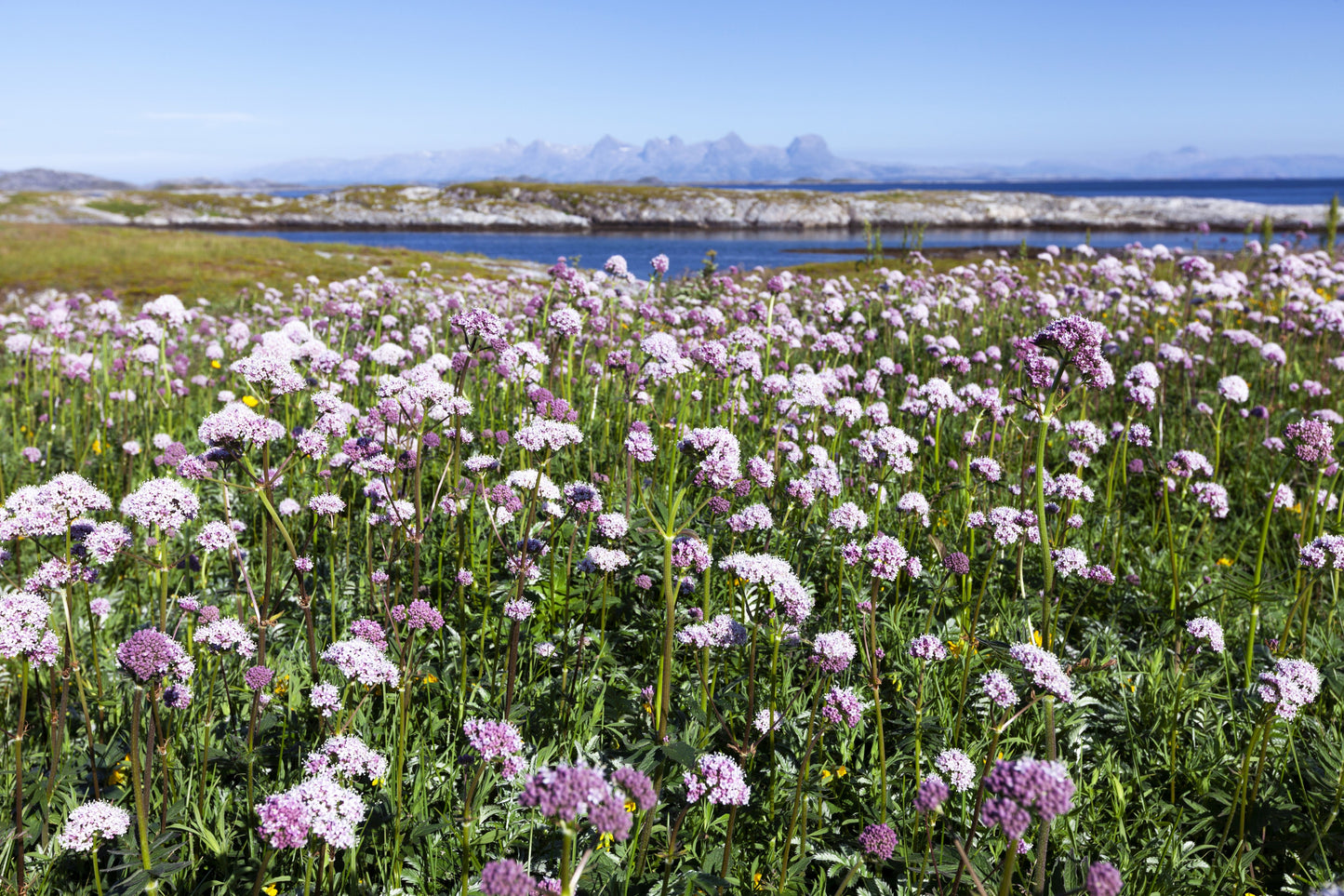 250 VALERIAN (Garden Heliotrope / Heal All) Valeriana Officinalis Herb Flower Seeds