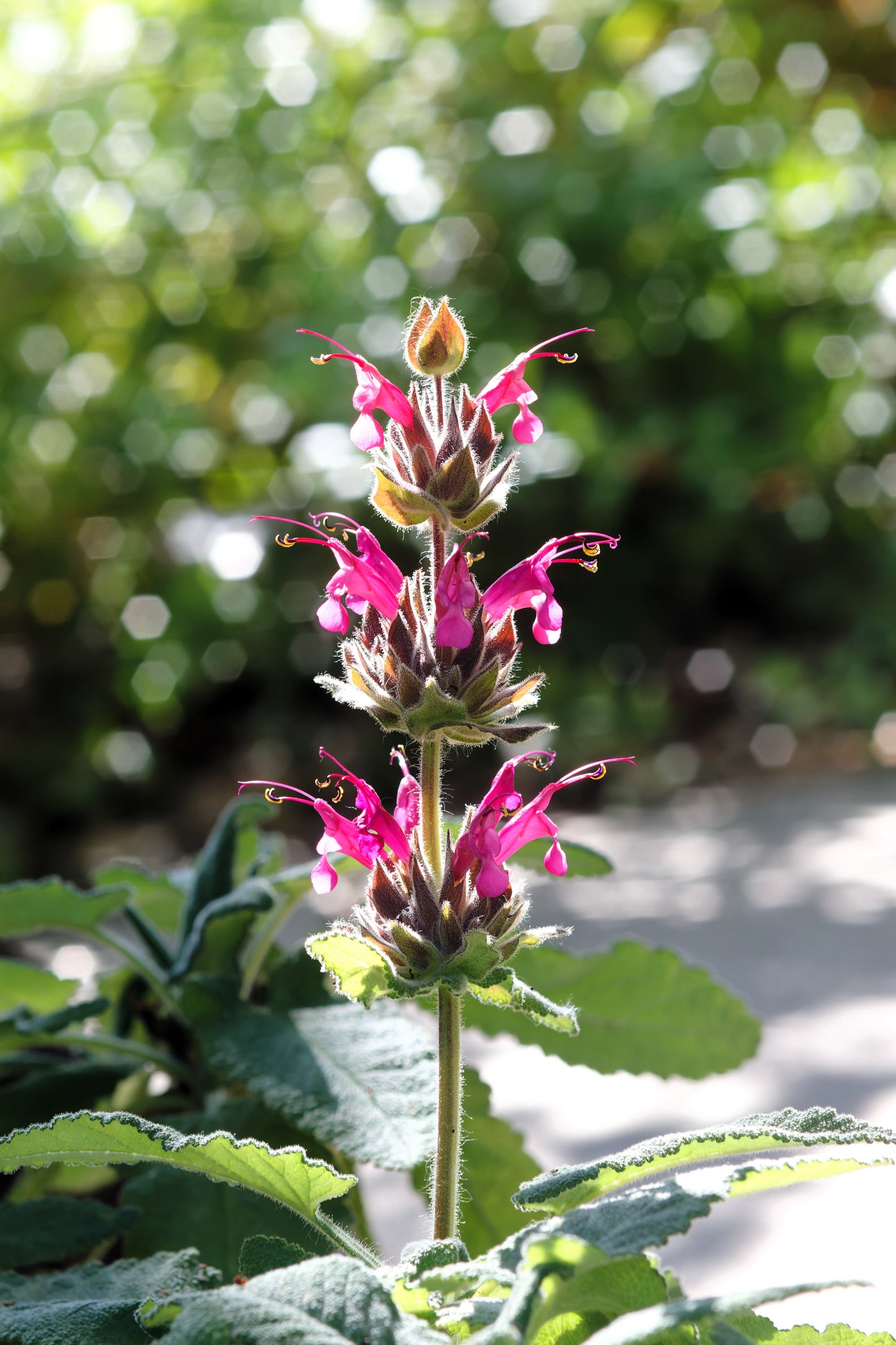 10 California HUMMINGBIRD SAGE Salvia Spathacea Magenta Red Flower Herb Seeds