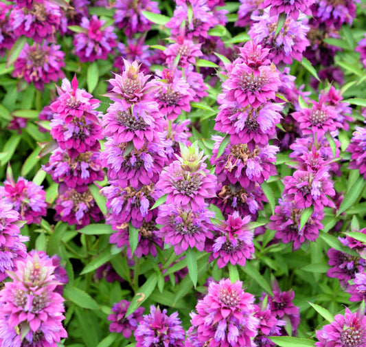 2000 BEE BALM Lemon MINT Monarda Citriodora Herb Purple Flower Seeds