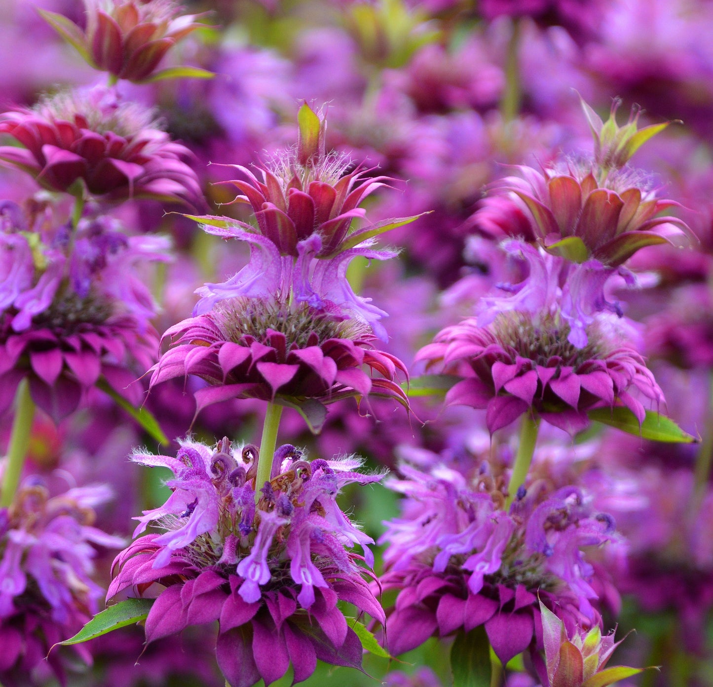 2000 BEE BALM Lemon MINT Monarda Citriodora Herb Purple Flower Seeds