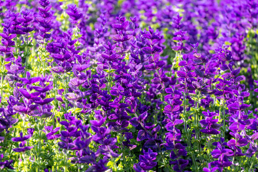 50 BLUE Monday CLARY SAGE Salvia Viridis Horminum Herb Flower Seeds