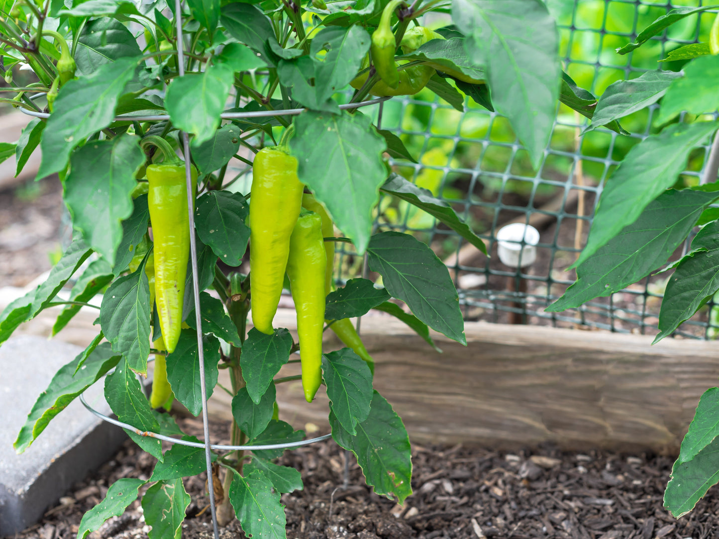 250 SWEET BANANA PEPPER Hungarian Capsicum Annuum Vegetable Seeds