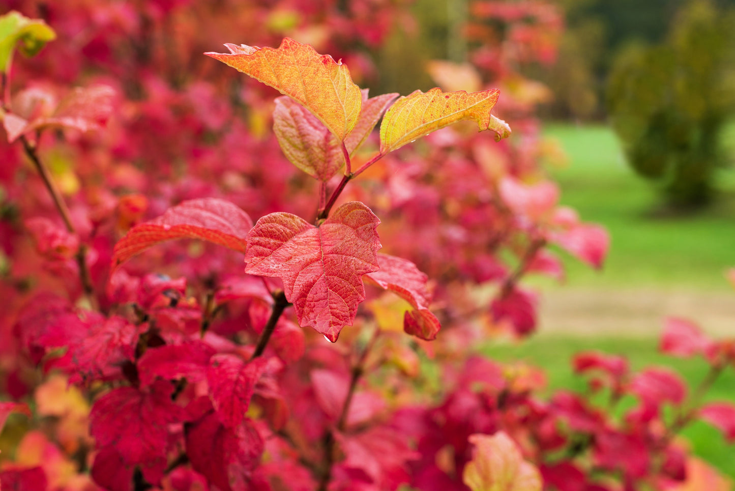 30 EUROPEAN CRANBERRY / SNOWBALL Tree Guelder Rose Viburnum Opulus Red Fruit White Flower Seeds