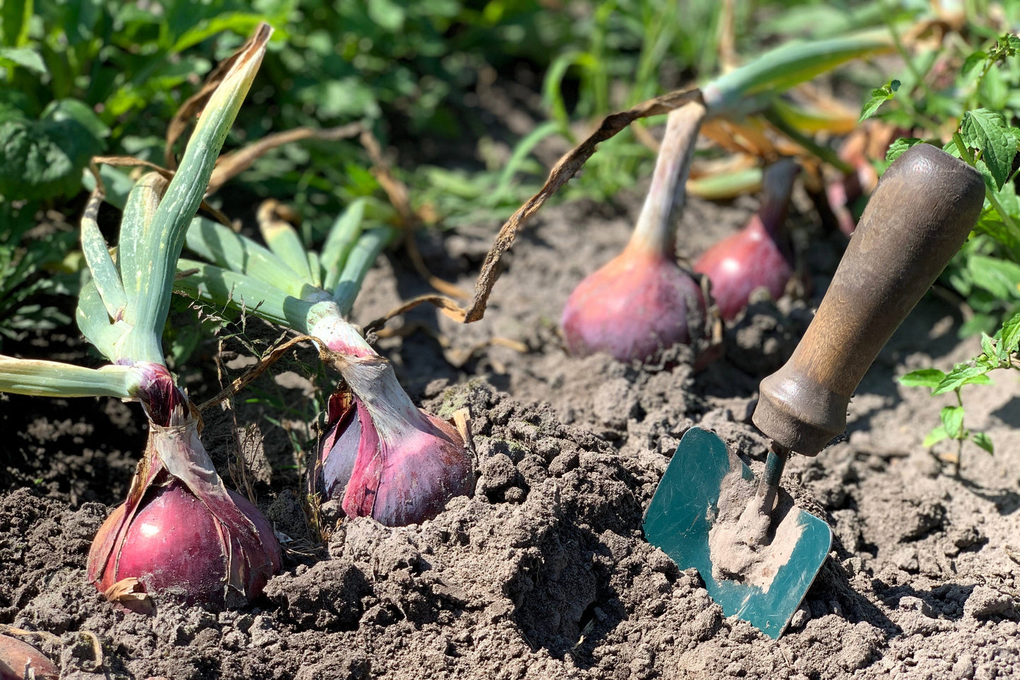 250 RED BURGUNDY ONION Allium Cepa Vegetable Seeds