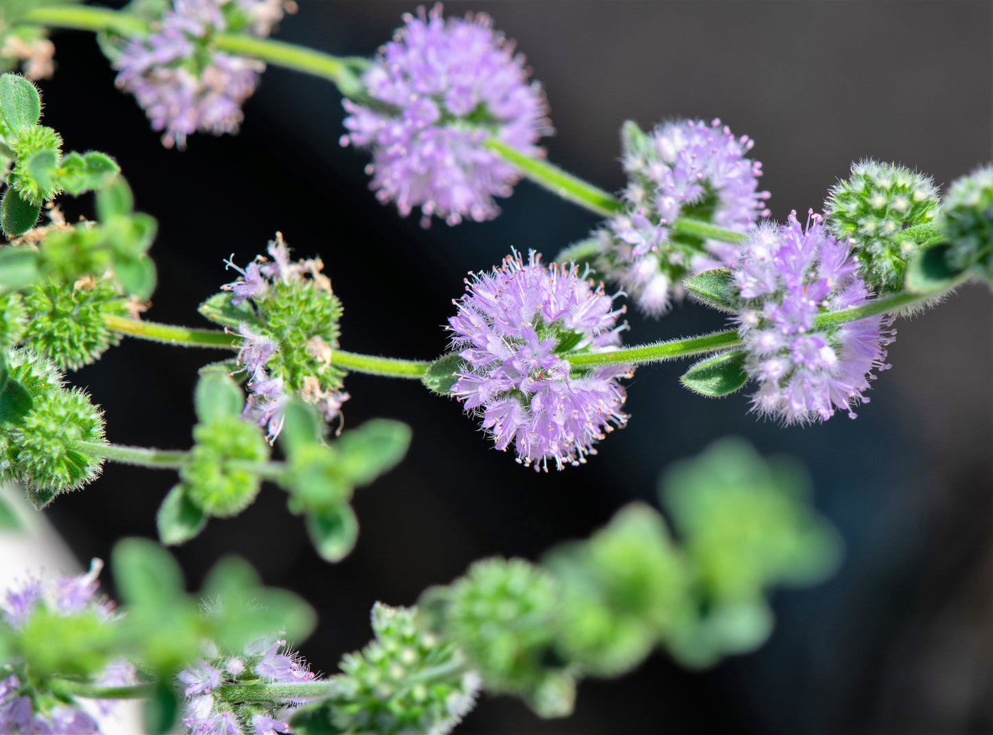 200 PENNYROYAL Mint Mentha Pulegium Herb Purple Flower Seeds