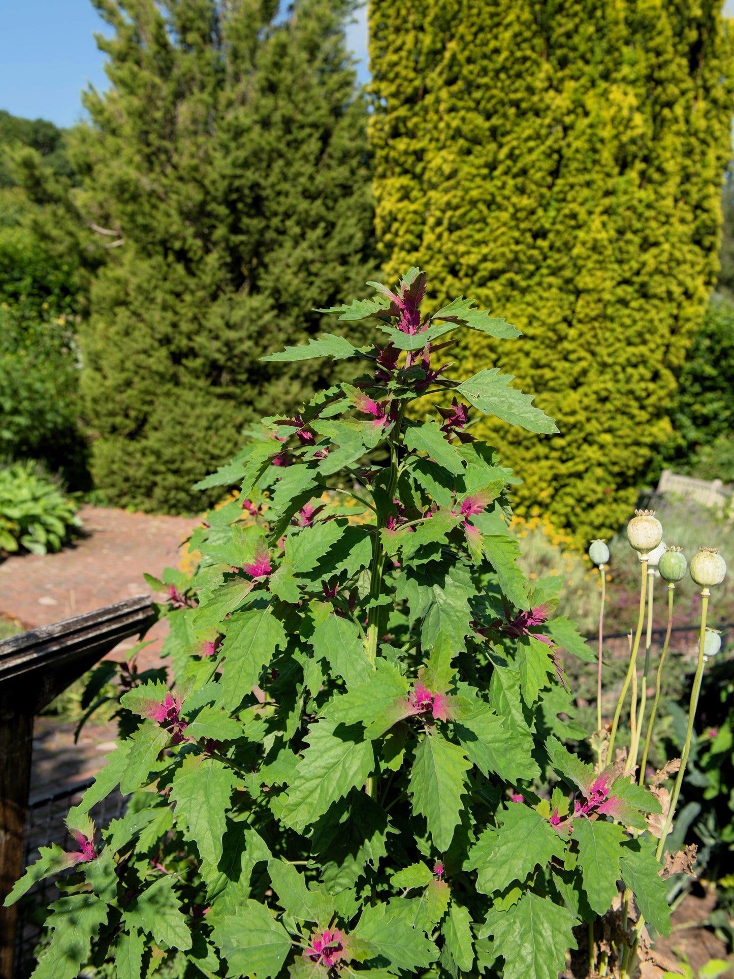 100 GIANT GOOSEFOOT Chenopodium Giganteum Purple Magenta Spreen Vegetable Seeds