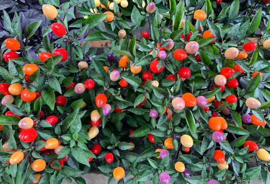 25 BOLIVIAN RAINBOW PEPPER Multi Colored Chili Capsicum Annuum Vegetable Seeds