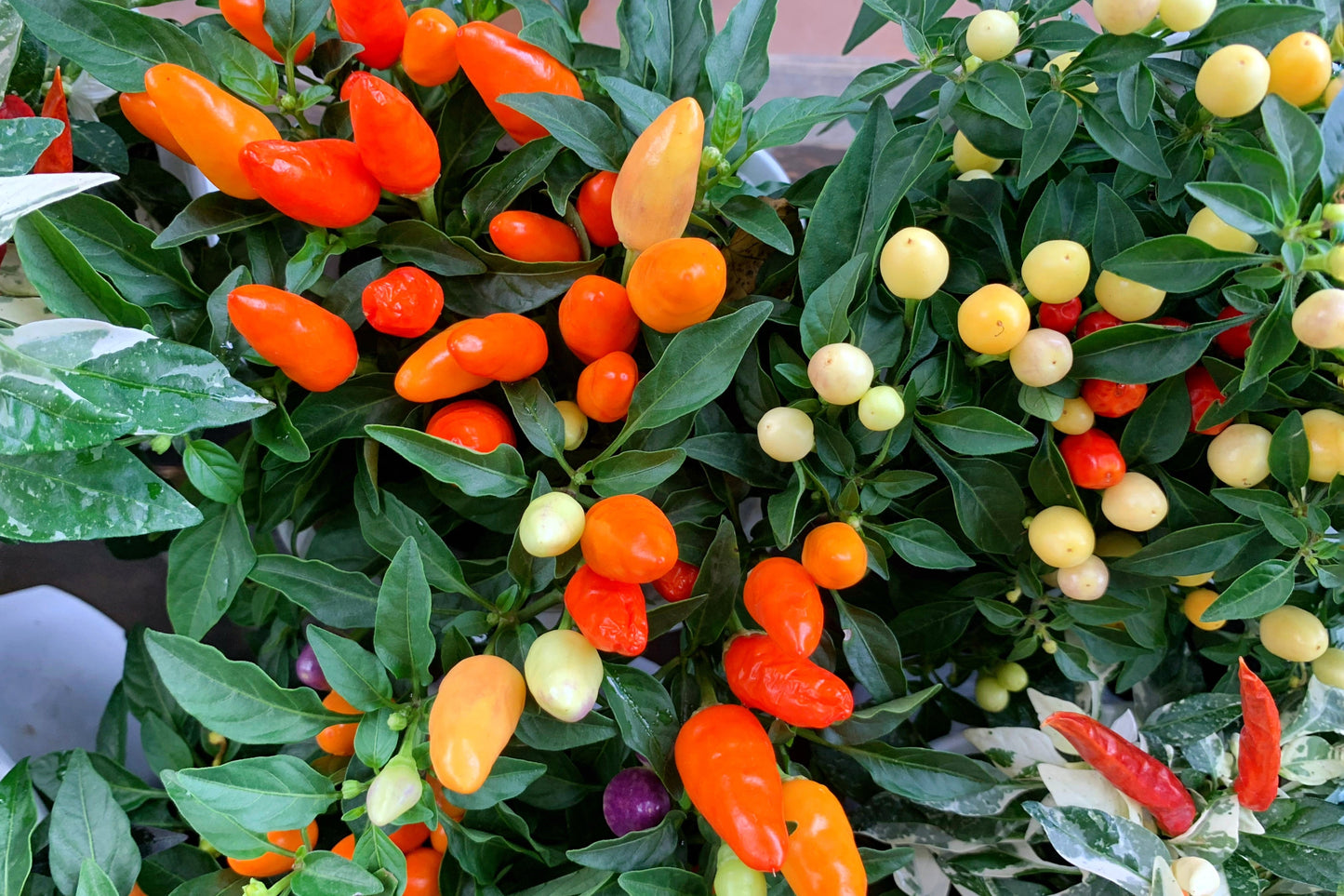 25 BOLIVIAN RAINBOW PEPPER Multi Colored Chili Capsicum Annuum Vegetable Seeds