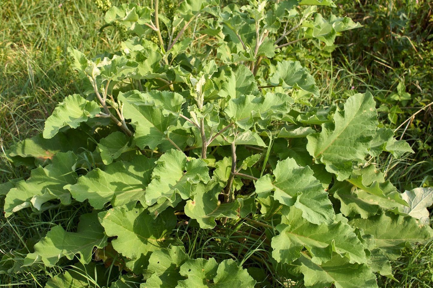 200 Great BURDOCK Arctium Lappa (Edible Burdock / Cockle-Button / Beggar's Buttons) HERB Flower Seeds