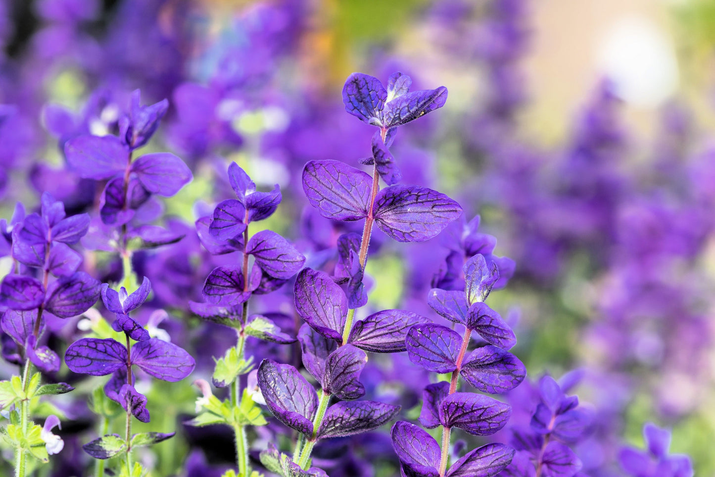 50 BLUE Monday CLARY SAGE Salvia Viridis Horminum Herb Flower Seeds