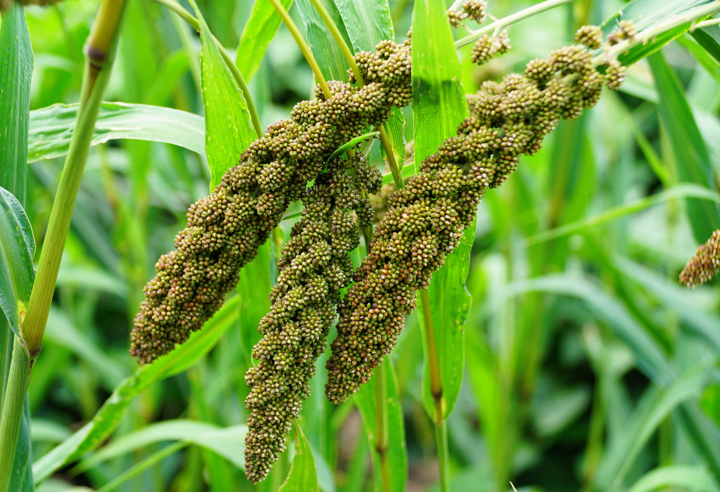 100 FOXTAIL MILLET Setaria Italica Ornamental Grass Flower Seeds