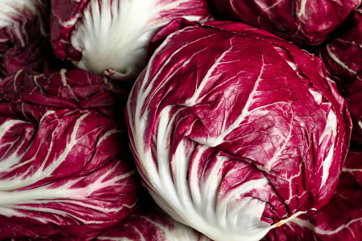 100 ROSSA Di VERONA RADICCHIO / Endive Italian Cichorium Intybus Vegetable Seeds