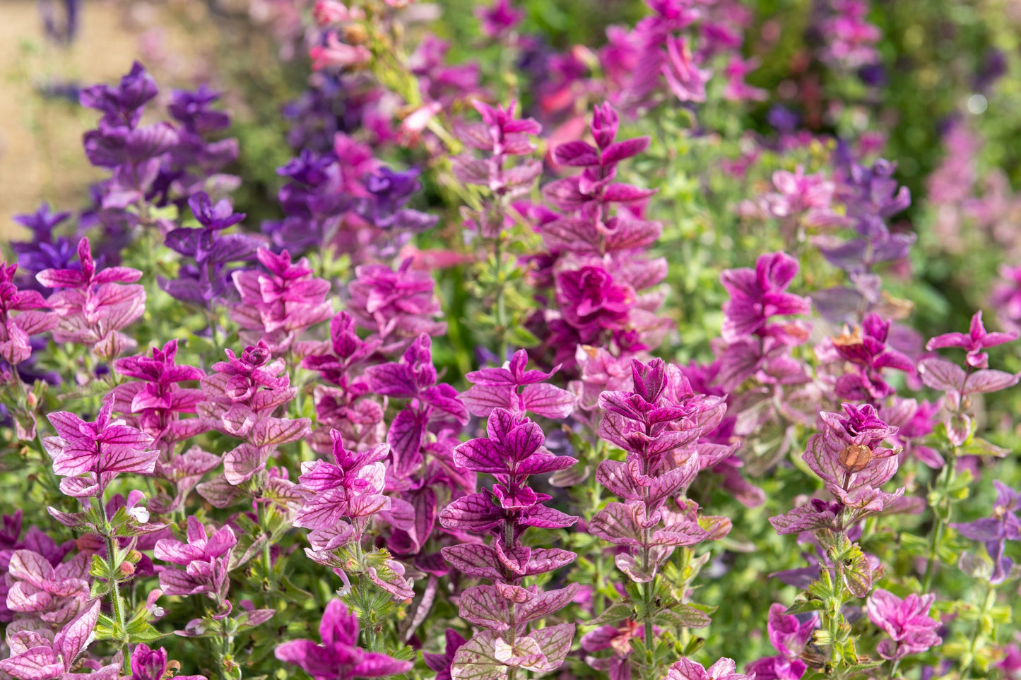 75 TRICOLOR CLARY SAGE Mix Blue Pink White Salvia Viridis Horminum Herb Flower Seeds