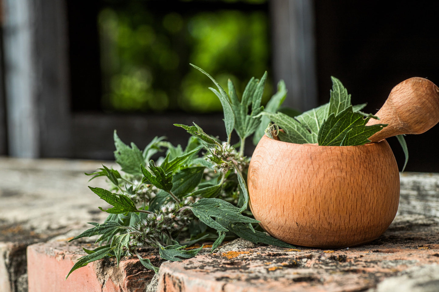 50 MOTHERWORT (Lions Tail / Heartwort) Leonurus Cardiaca Herb Flower Seeds