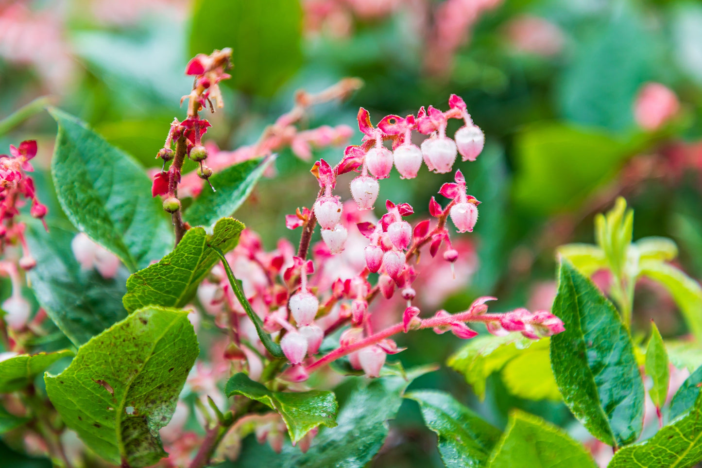 40 SALAL BERRY Gaultheria Shallon Pink White Flowers Blue Fruit Shrub Seeds