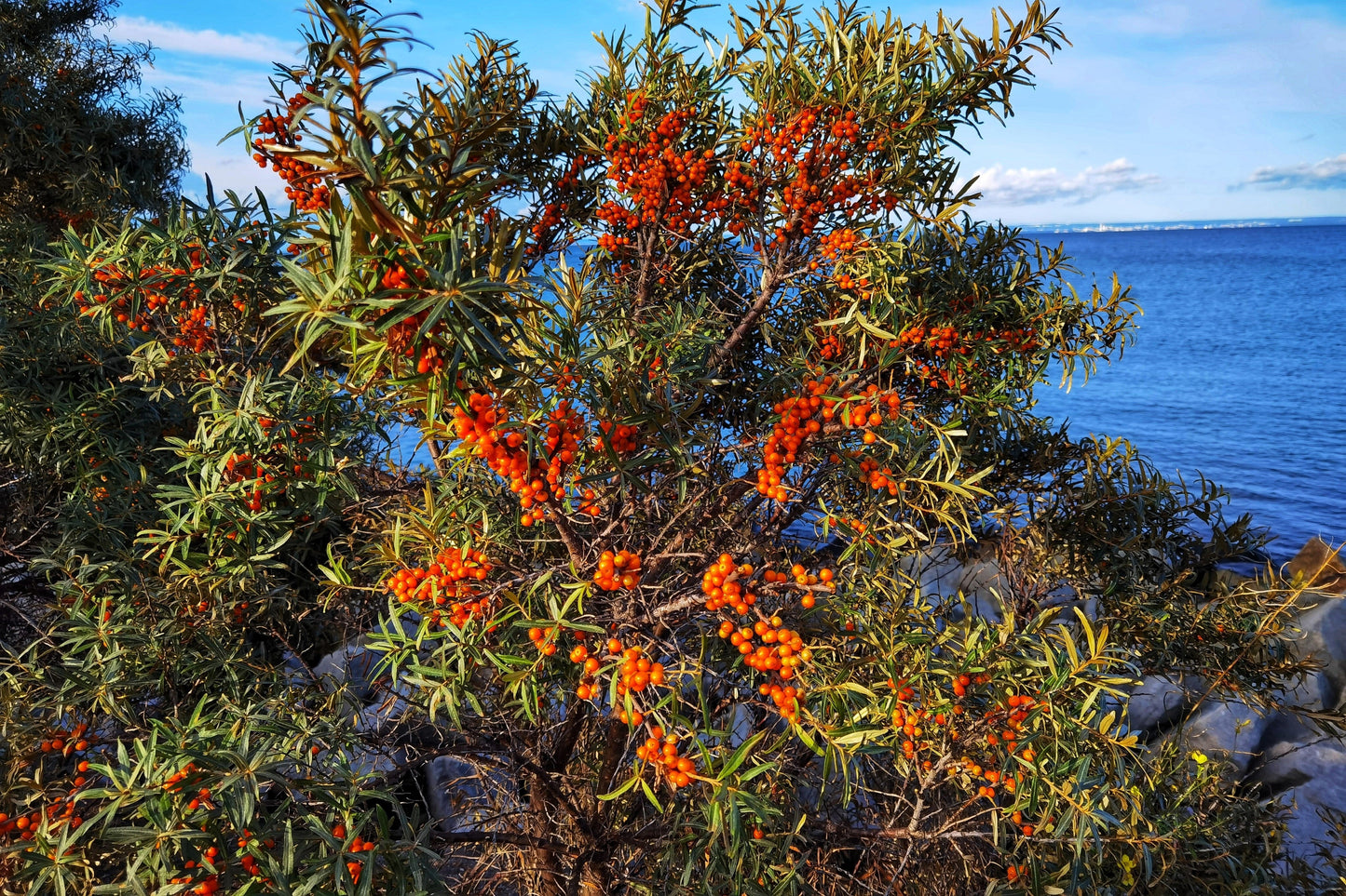 100 SEABERRY Sea Buckthorn Elaeagnus Hippophae Rhamnoides Orange Berry Fruit Shrub Yellow Flower Silver Foliage Seeds