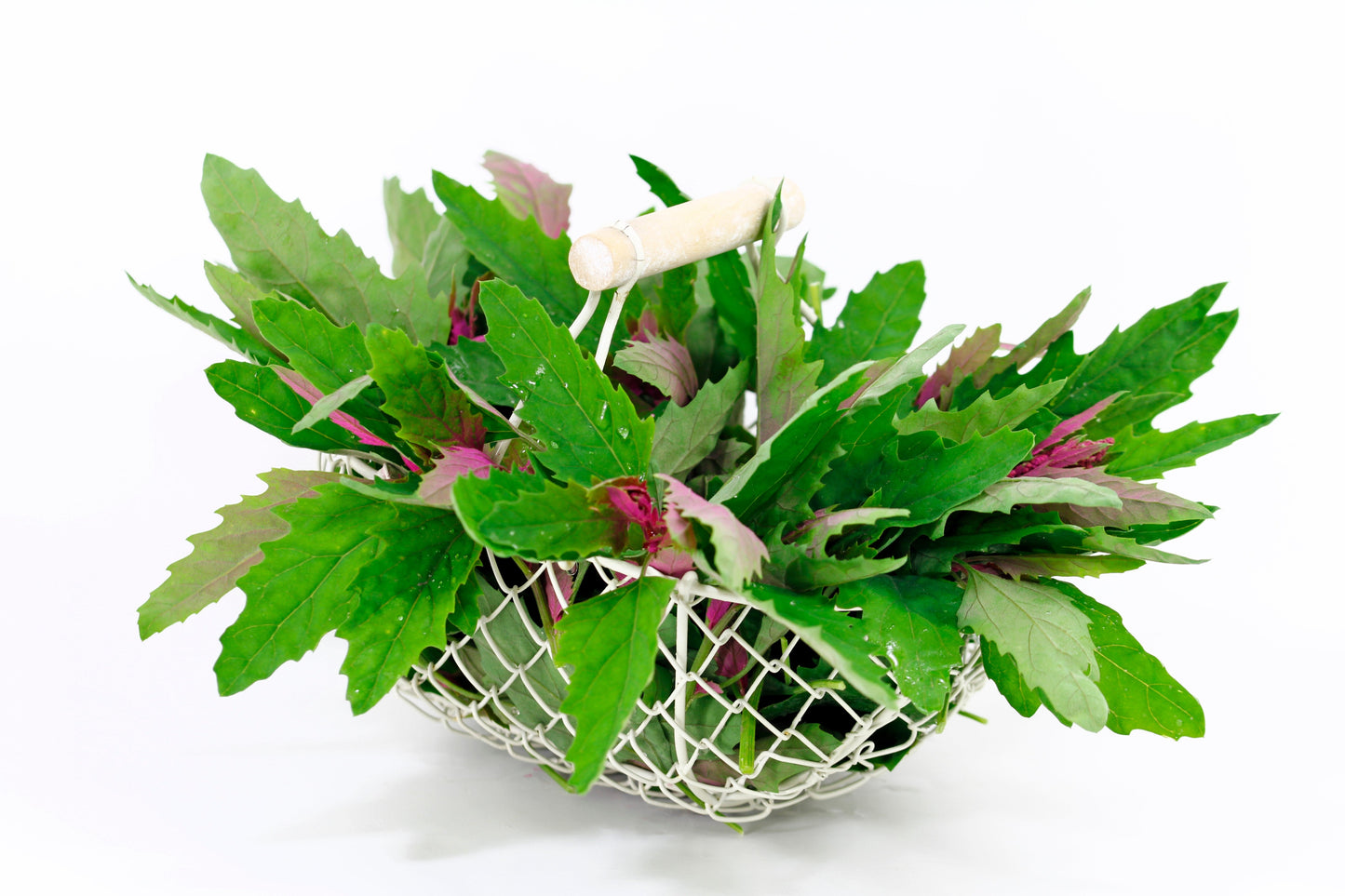 100 GIANT GOOSEFOOT Chenopodium Giganteum Purple Magenta Spreen Vegetable Seeds