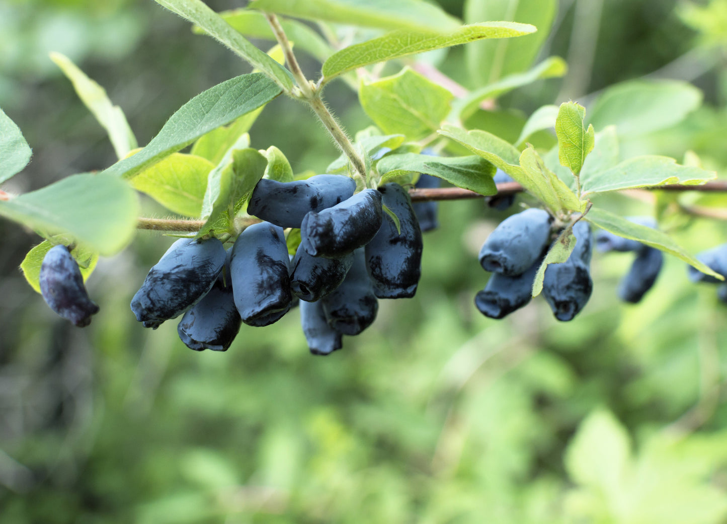 30 HONEYBERRY Blue Honeysuckle Lonicera Caerulea Edible Fruit Shrub Seeds