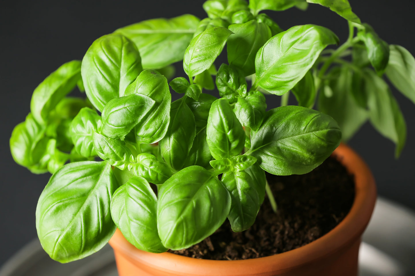 2000 SWEET GENOVESE BASIL Ocimum Basilicum Herb Flower Seeds