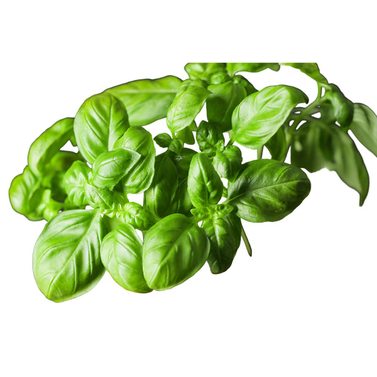 2000 SWEET GENOVESE BASIL Ocimum Basilicum Herb Flower Seeds