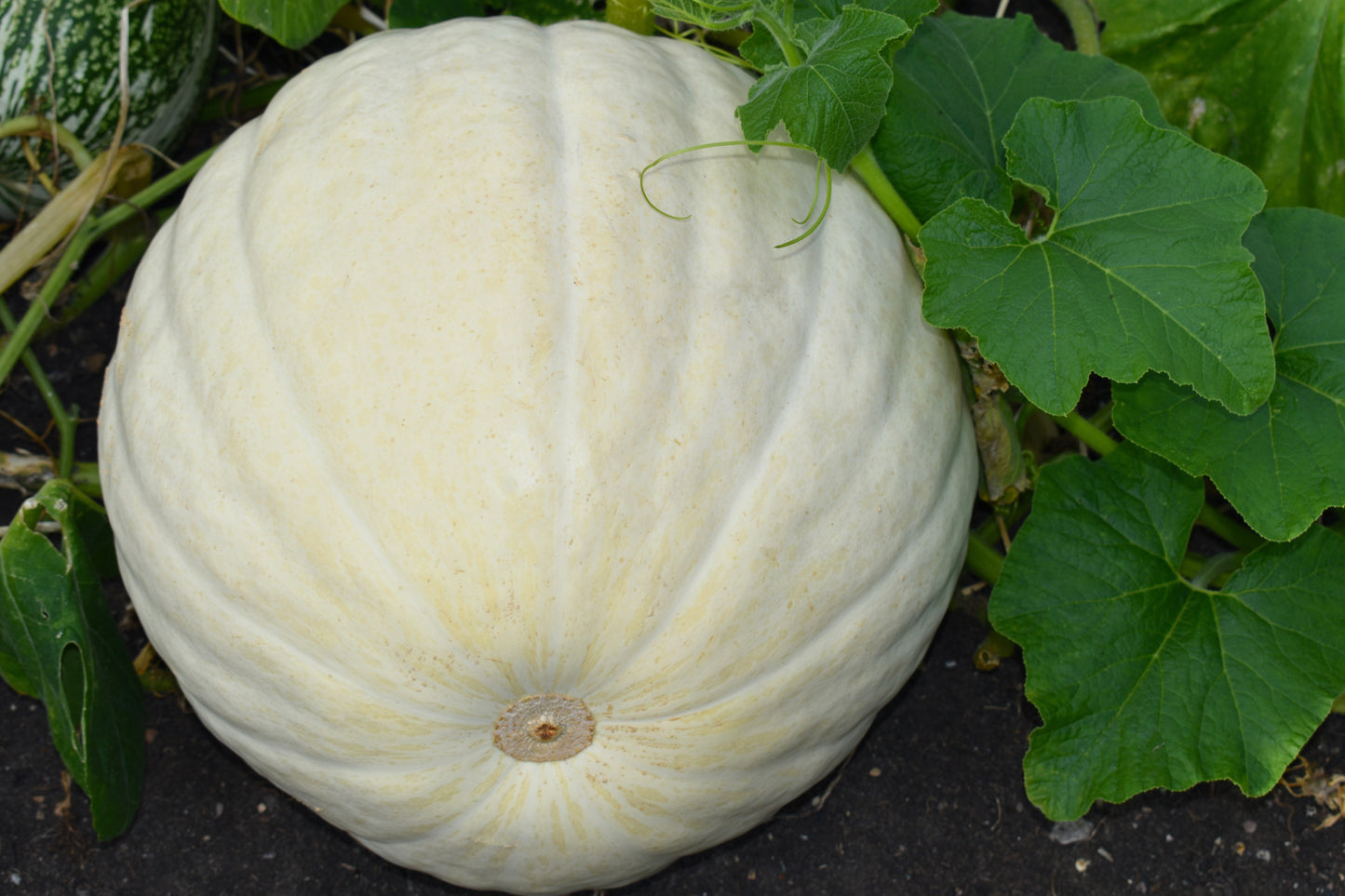 5 WHITE CASPER PUMPKIN White Skin Orange Flesh Cucurbita Maxima Vegetable Seeds