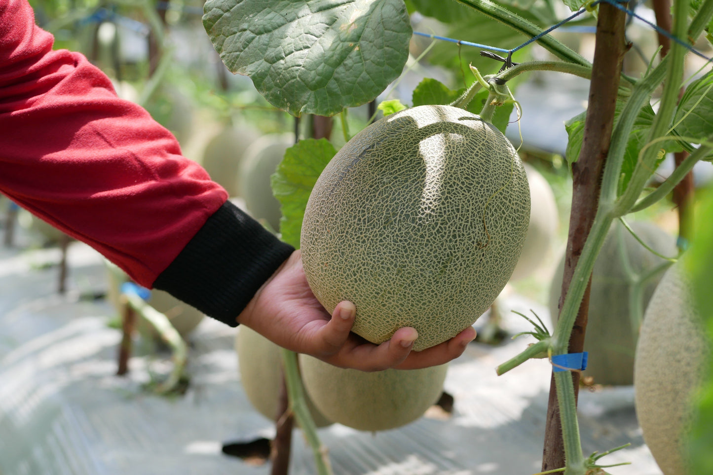 200 HALE'S Best JUMBO CANTALOUPE Orange Muskmelon Cucumis Melo Melon Fruit Seeds
