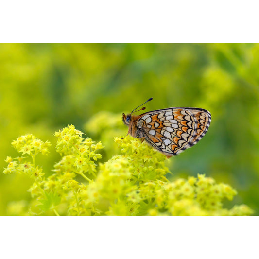 100 LADYS MANTLE Alchemilla Mollis Flower Seeds