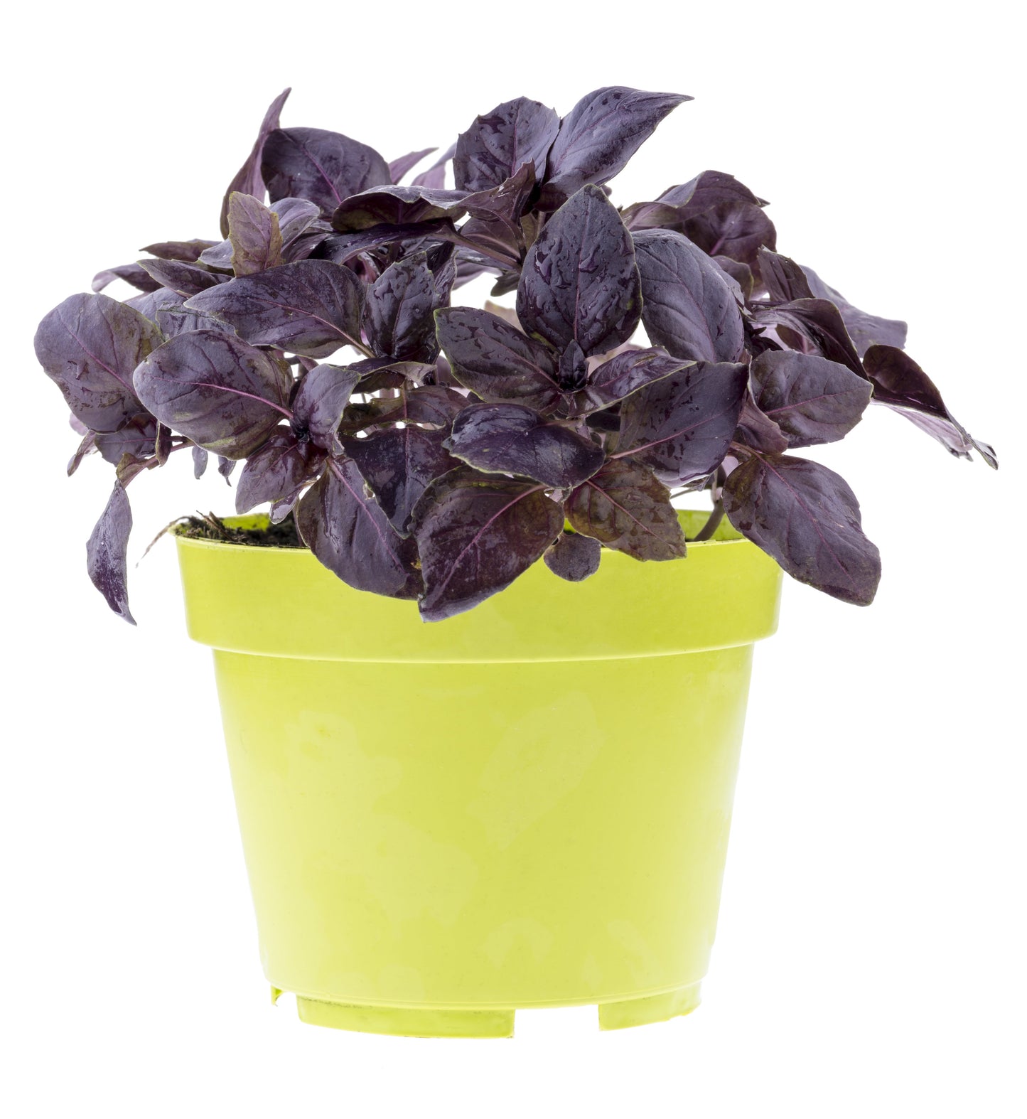 500 RED RUBIN BASIL Ocimum Basilicum Purpurascens Spicy Herb White & Lavender Flowers Seeds