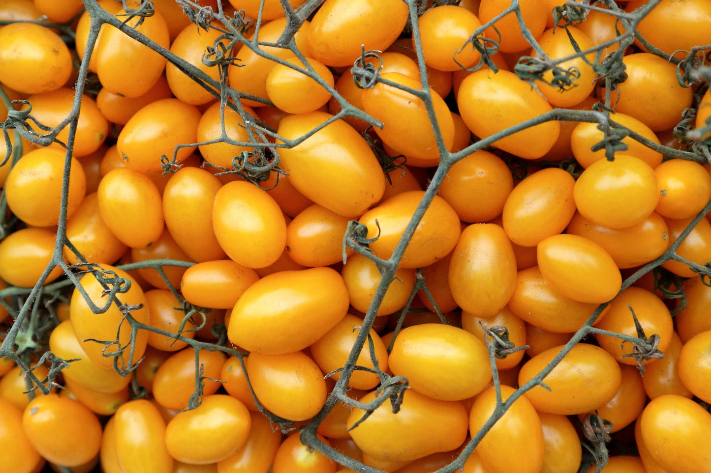 150 PLUM YELLOW TOMATO Lycopersicon Heirloom Indeterminate Fruit Vegetable Seeds