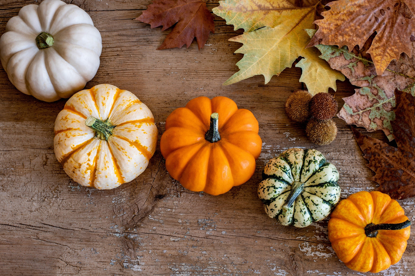 20 MINI MIX PUMPKIN Miniature Cucurbita Pepo White Green Orange Striped Vegetable Seeds