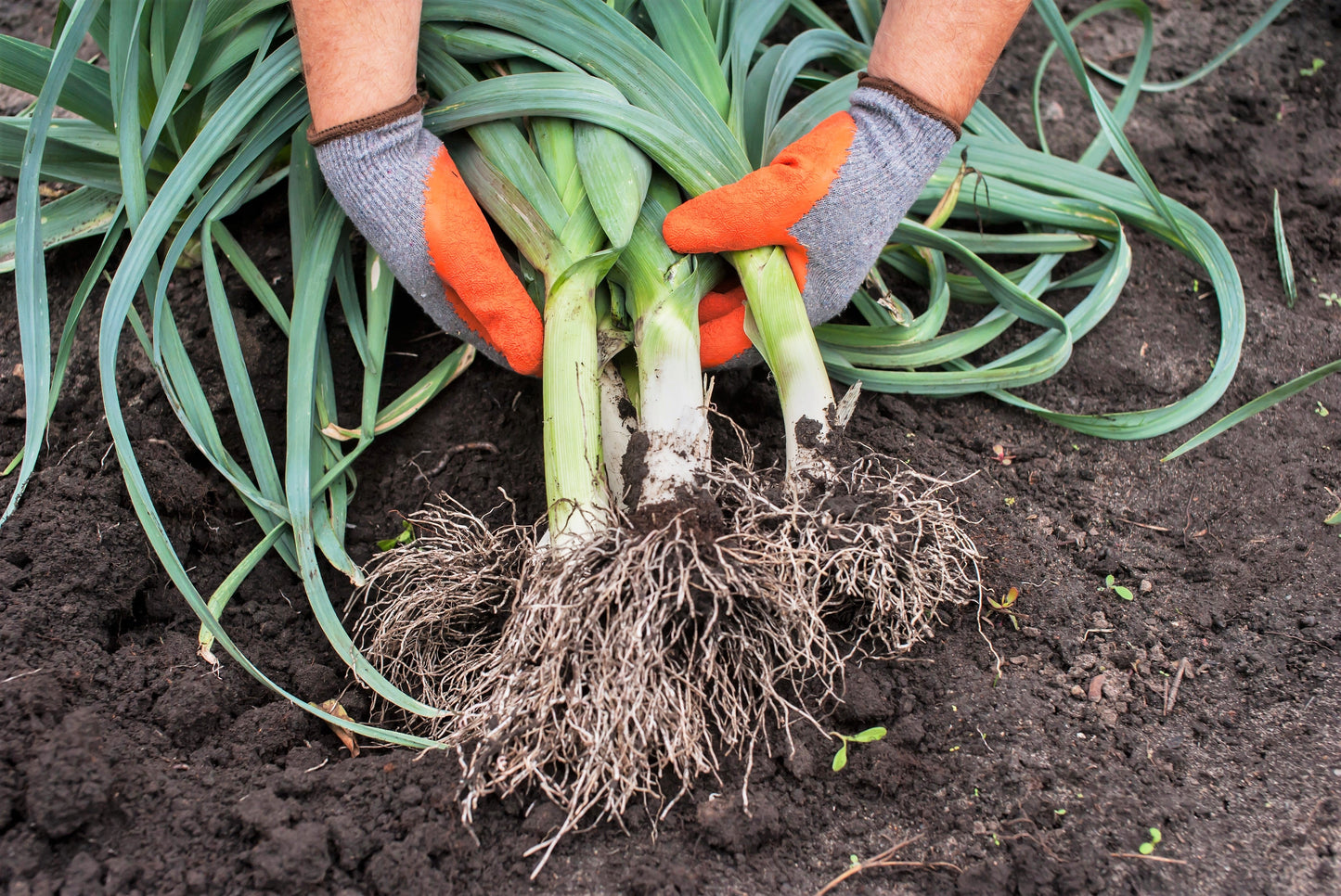 800 AMERICAN FLAG LEEK (Large Leek) Allium Porrum Vegetable Seeds