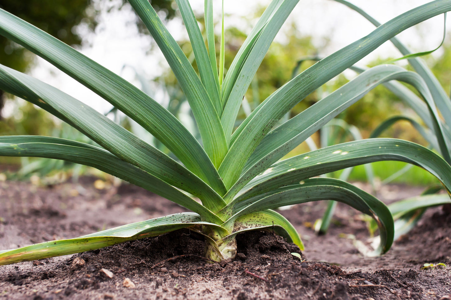 800 AMERICAN FLAG LEEK (Large Leek) Allium Porrum Vegetable Seeds