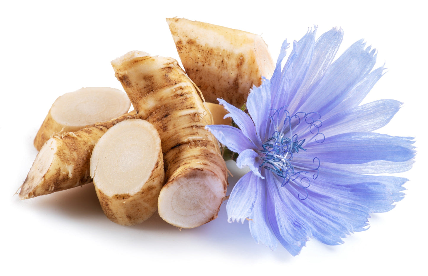 1000 CHICORY (Blue Daisy / Blue Sailors / Coffeeweed / Succory) Chicorium Cicorium Intybus Flower Herb Seeds