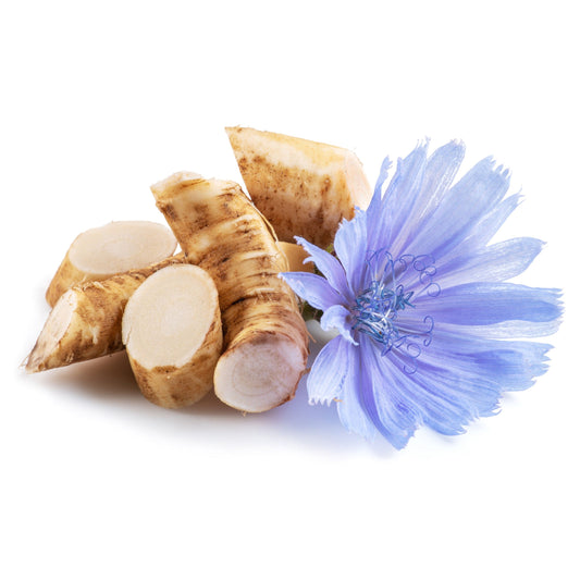 1000 CHICORY (Blue Daisy / Blue Sailors / Coffeeweed / Succory) Chicorium Cicorium Intybus Flower Herb Seeds