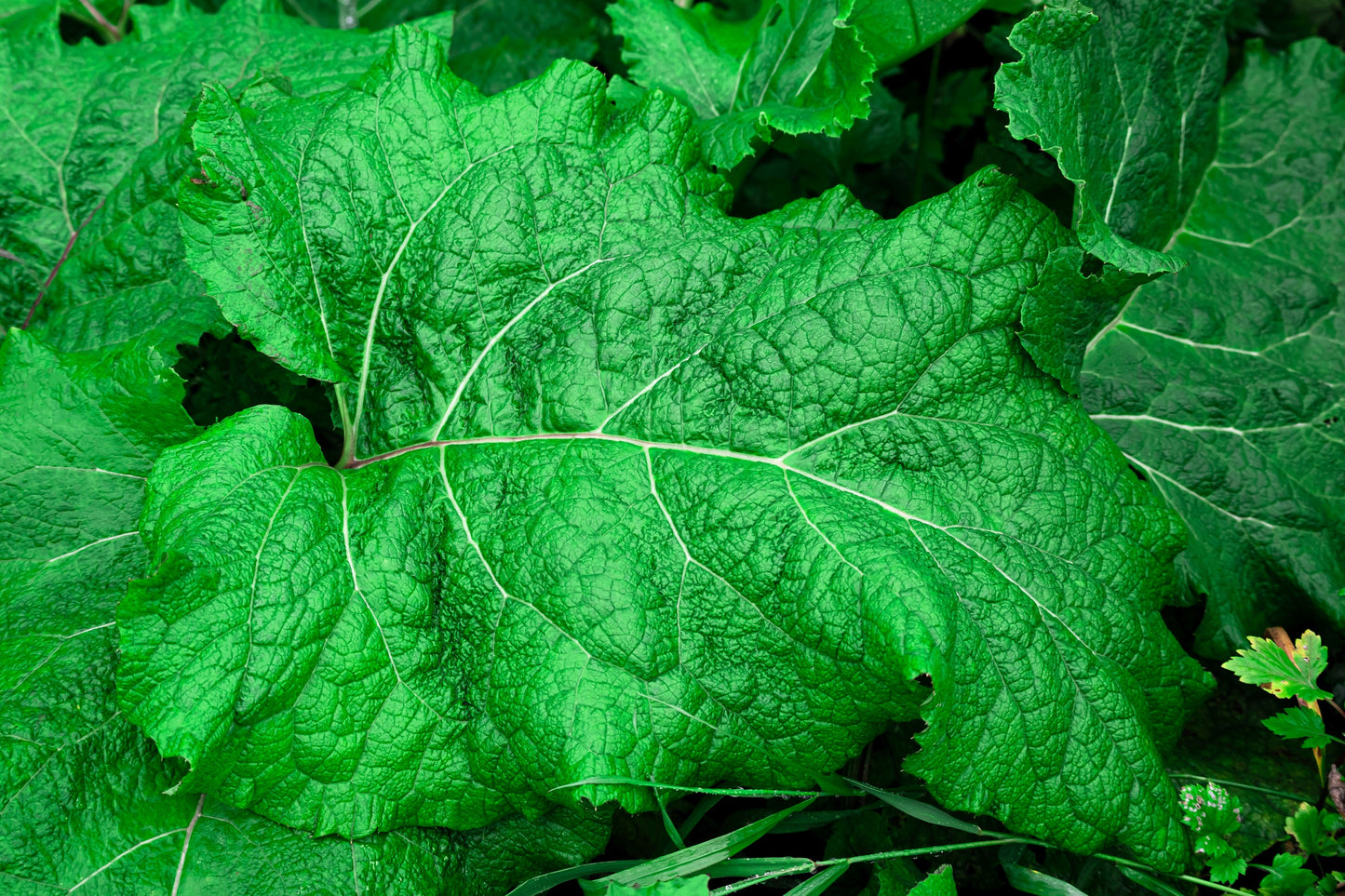 200 Great BURDOCK Arctium Lappa (Edible Burdock / Cockle-Button / Beggar's Buttons) HERB Flower Seeds