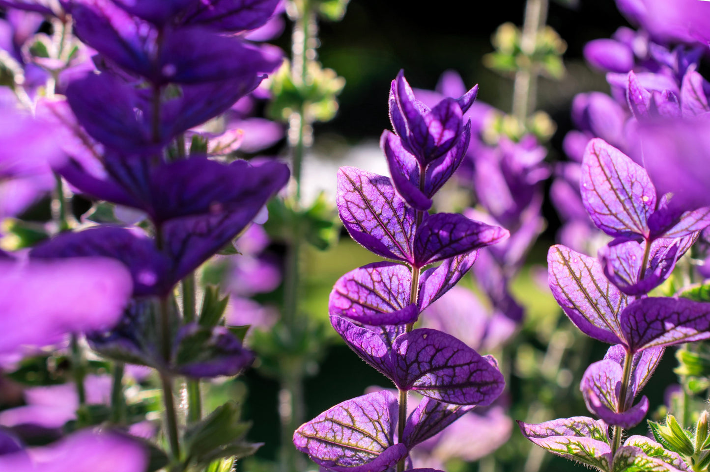 50 BLUE Monday CLARY SAGE Salvia Viridis Horminum Herb Flower Seeds