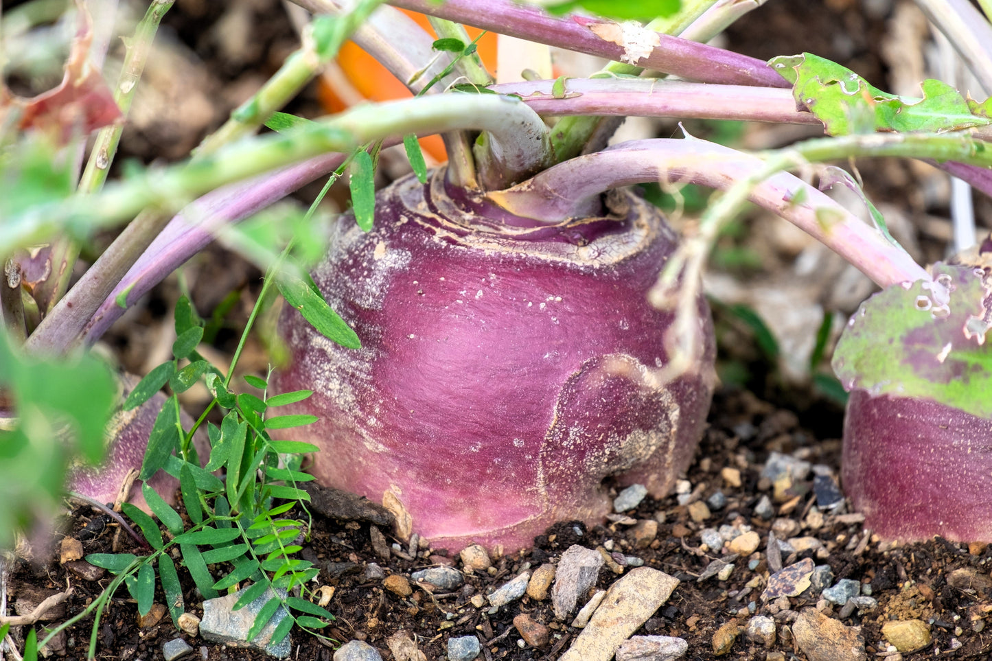 1500 American PURPLE TOP RUTABAGA Brassica Napus Root Vegetable & Greens Seeds