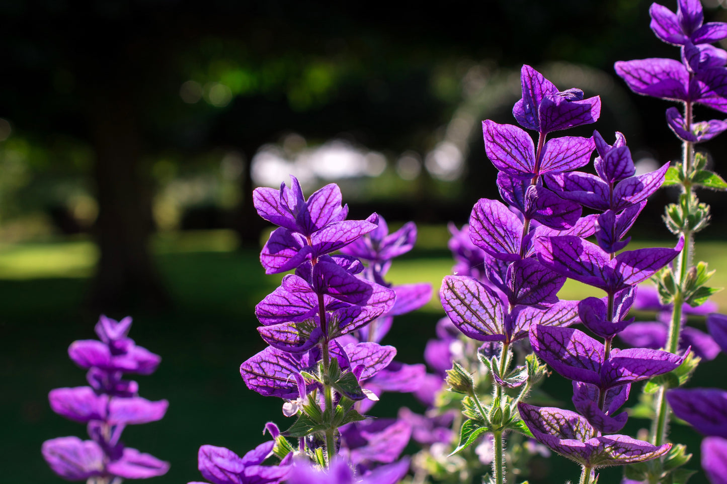 50 BLUE Monday CLARY SAGE Salvia Viridis Horminum Herb Flower Seeds
