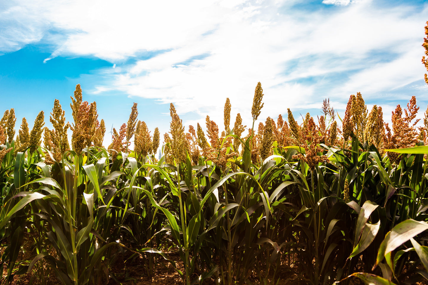 50 HONEY DRIP SORGHUM Bicolor Honey Drop Syrup Grain Vegetable Seeds
