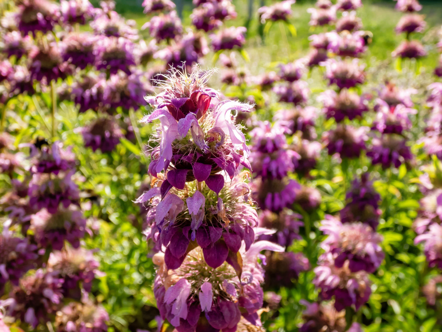 2000 BEE BALM Lemon MINT Monarda Citriodora Herb Purple Flower Seeds