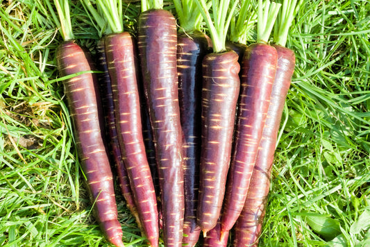 400 COSMIC PURPLE CARROT Daucus Carota Vegetable Seeds