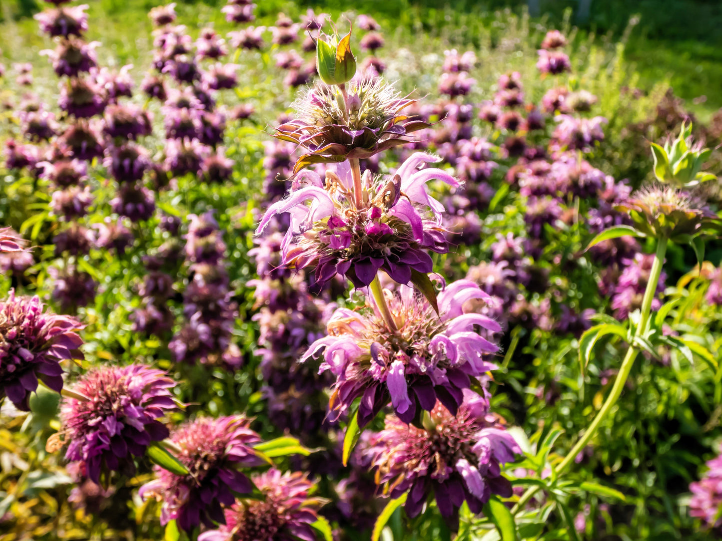 2000 BEE BALM Lemon MINT Monarda Citriodora Herb Purple Flower Seeds