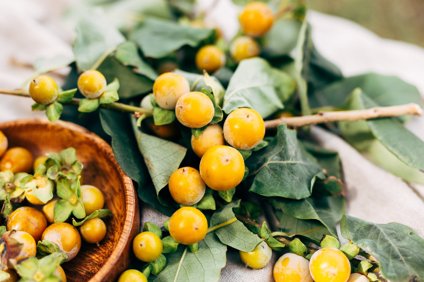 10 ITALIAN PERSIMMON TREE Dateplum Date Plum Fruit Diospyros Lotus Seeds