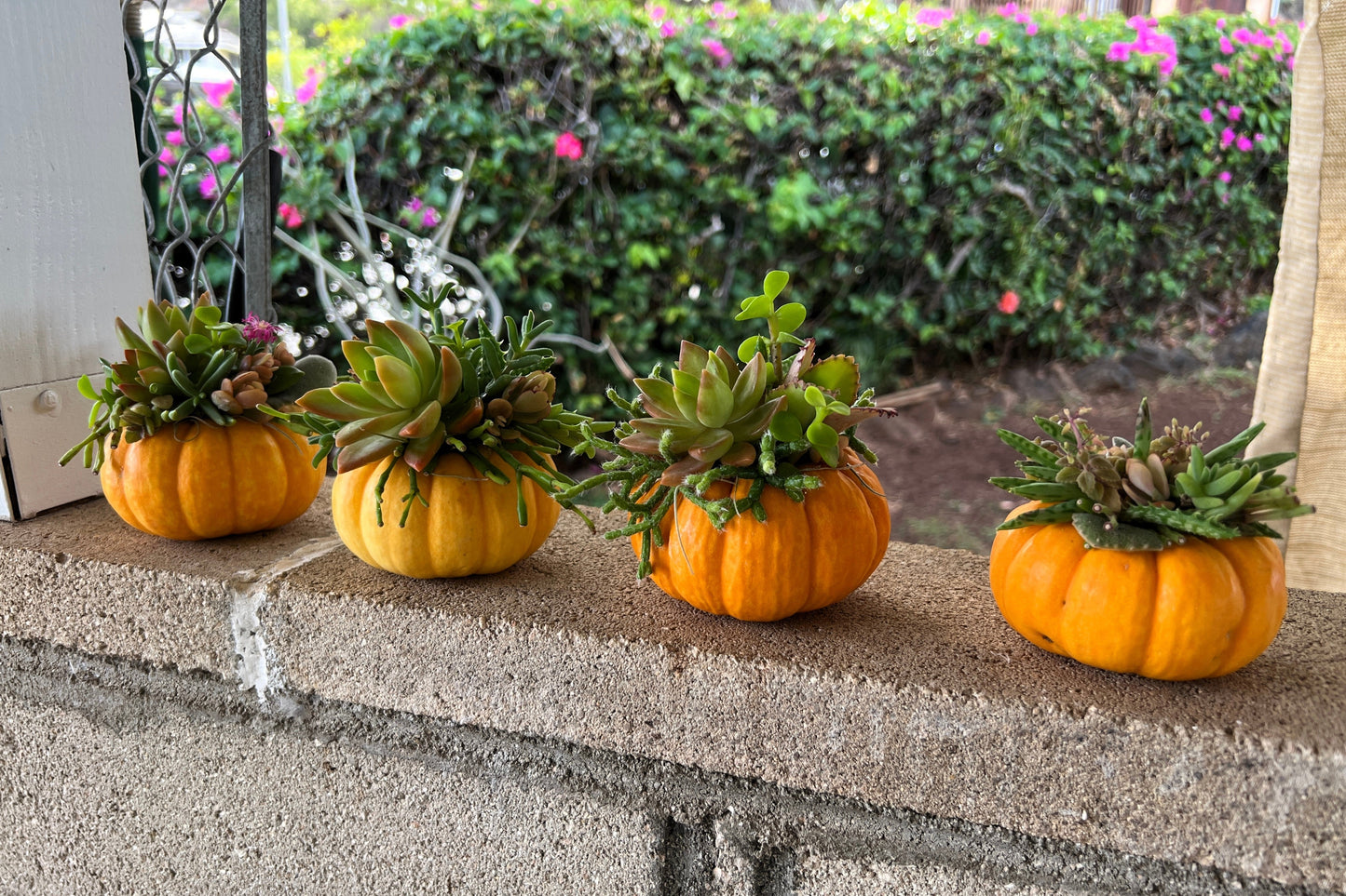 20 JACK Be LITTLE PUMPKIN Miniature Vegetable Cucurbita Pepo Seeds