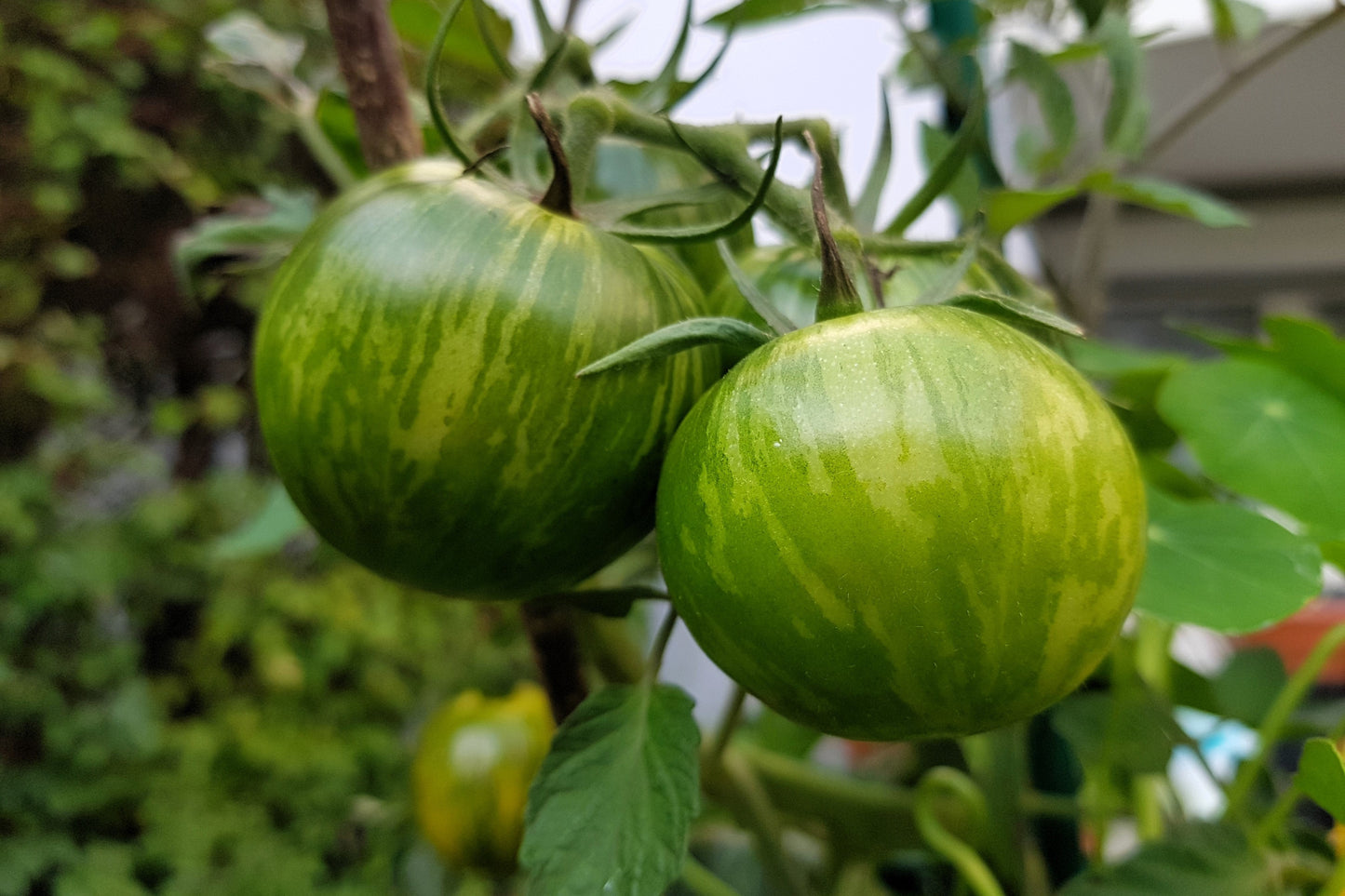 50 GREEN ZEBRA TOMATO Striped Lycopersicon Fruit Vegetable Seeds