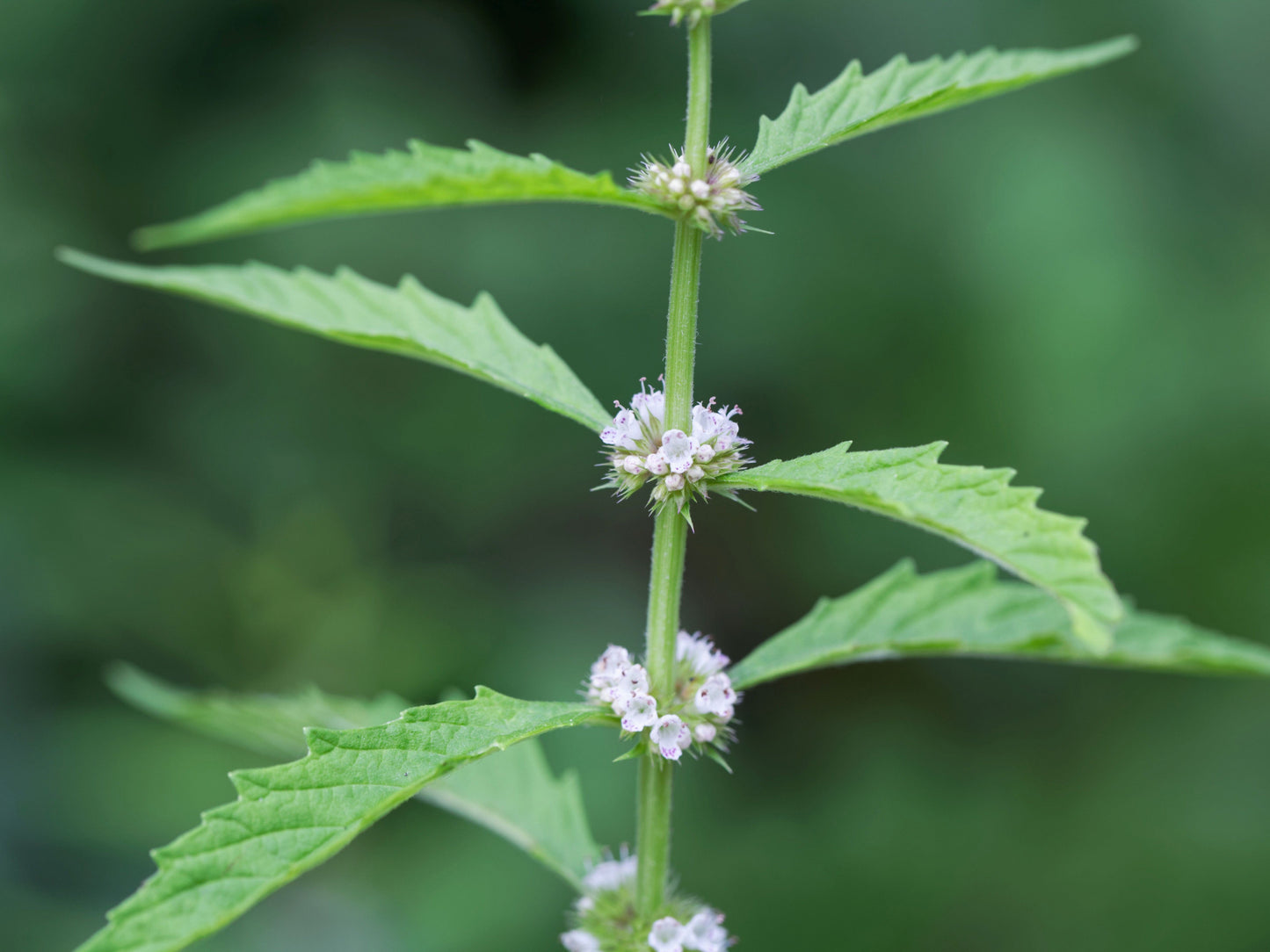20 WATER HOREHOUND Lycopus Americanus American Bugleweed Herb Flower Seeds