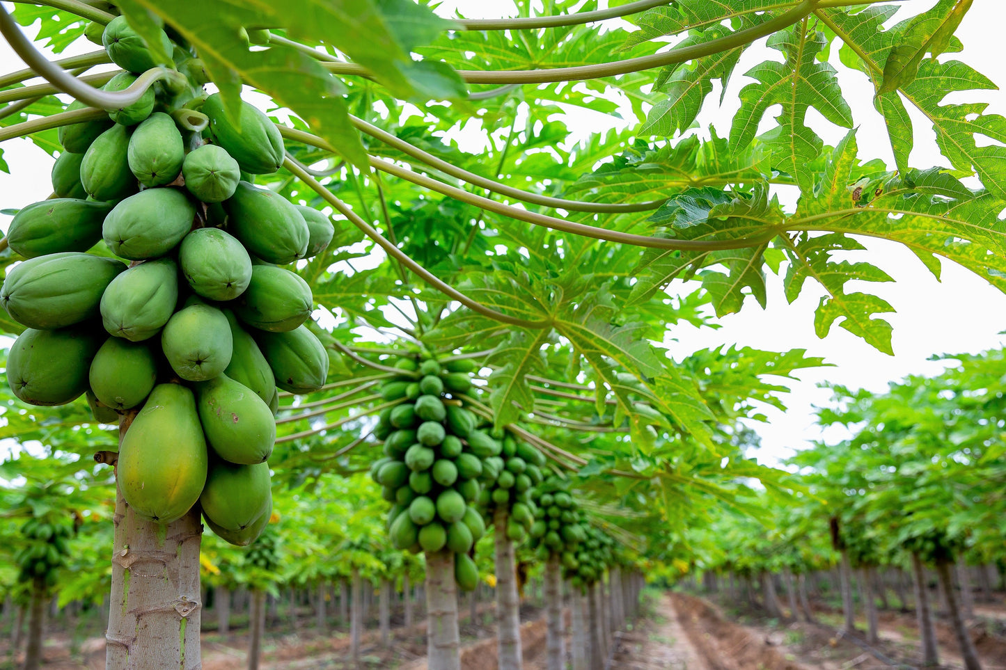 30 PAPAYA MELON Fruit TREE Carica Papaya Seeds